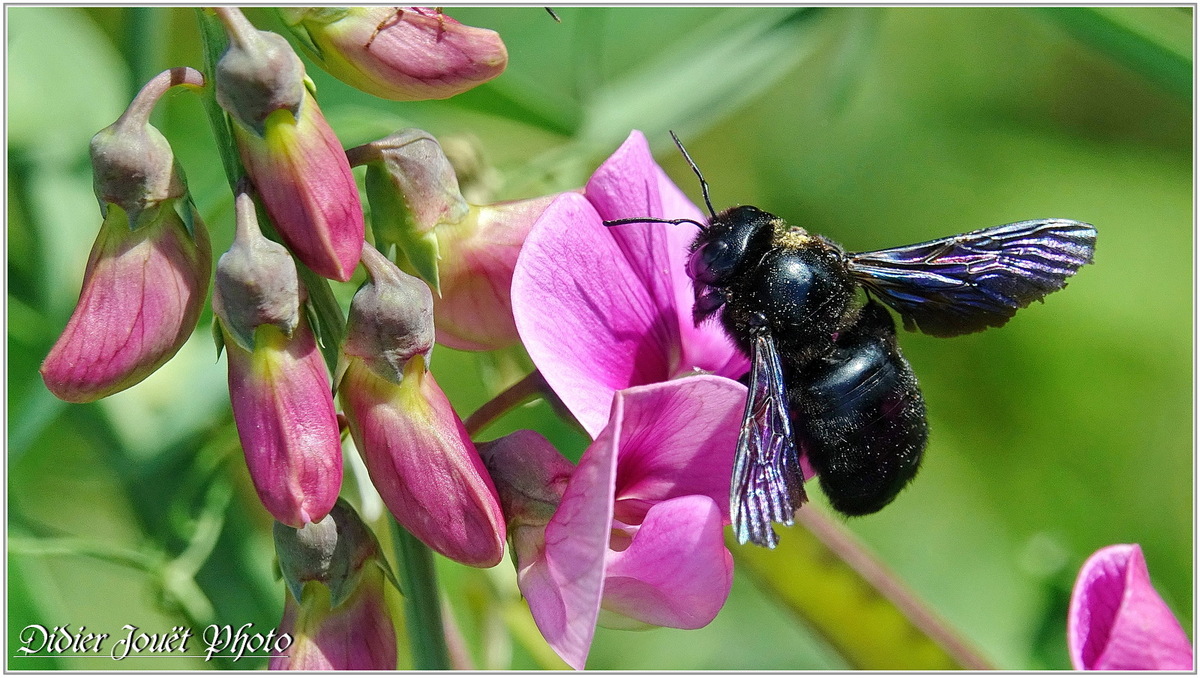 Xylocope Violet (2) - Abeille Charpentière / Xylocopa violacea