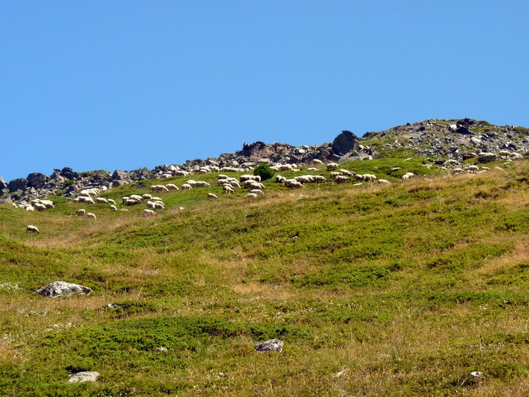 Troupeau de moutons