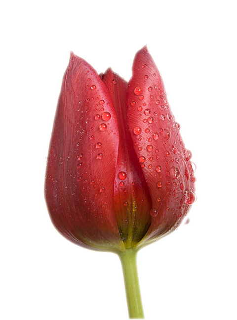 Tulipes