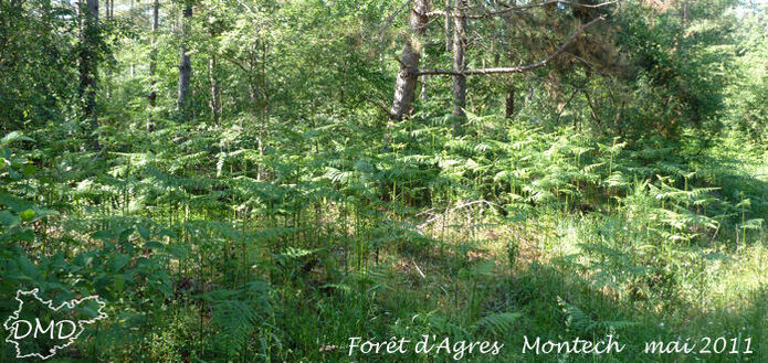 Pteridium aquilinum  -  fougère aigle