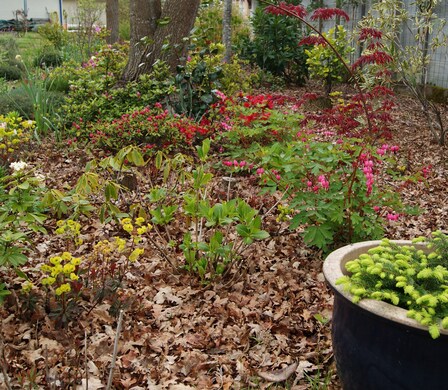 Le sous-bois fleurit