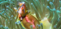 Poissons Clowns - Amphiprion perideraion - Cliquer pour agrandir