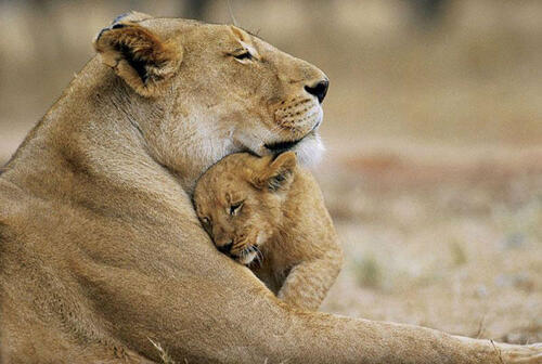 TENDRESSE ANIMALE: