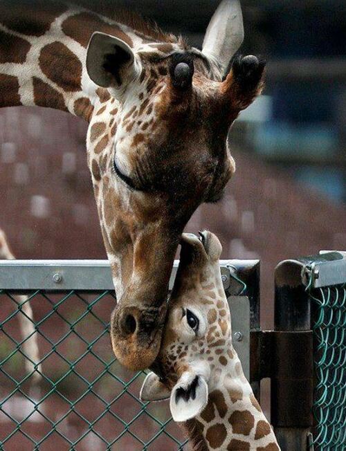 Des mamans tendresse