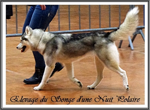 Exposition canine de Castres (18 octobre 2015)