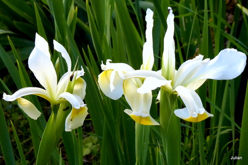 Un iris blanc