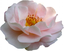 Tube fleur, tube roses