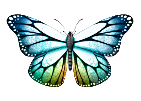 Dessins Papillons