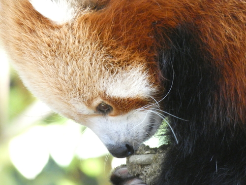 Zoo La Boissière Du Doré