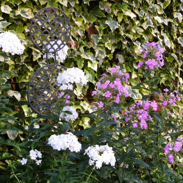 phlox - septembre 2013