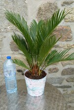 cycas revoluta - plant 2