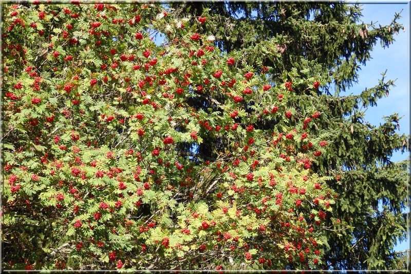 Automne savoyard : vu d'Agy