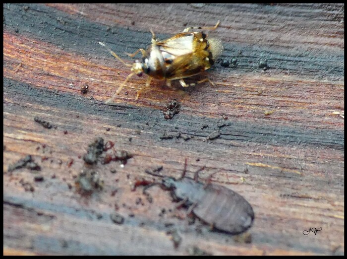 Deraeocoris lutescens.  