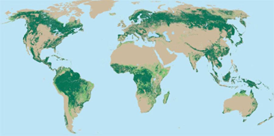 La forêt dans le monde en quelques chiffres | EcoTree - Blog d'Ecotree