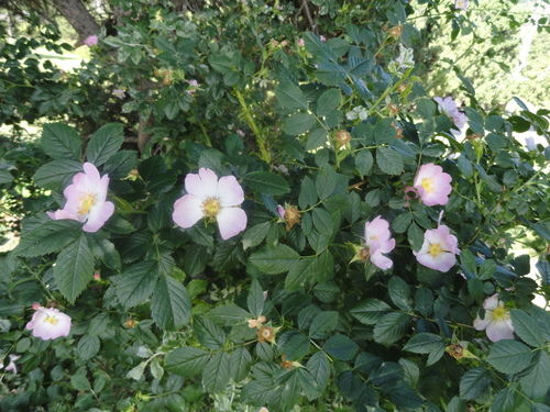 Fleurs roses