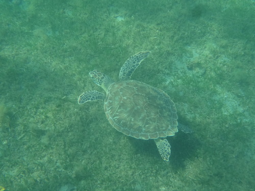 Nage avec les tortues