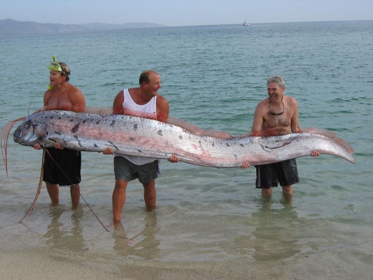 Le régalec (ruban de mer)