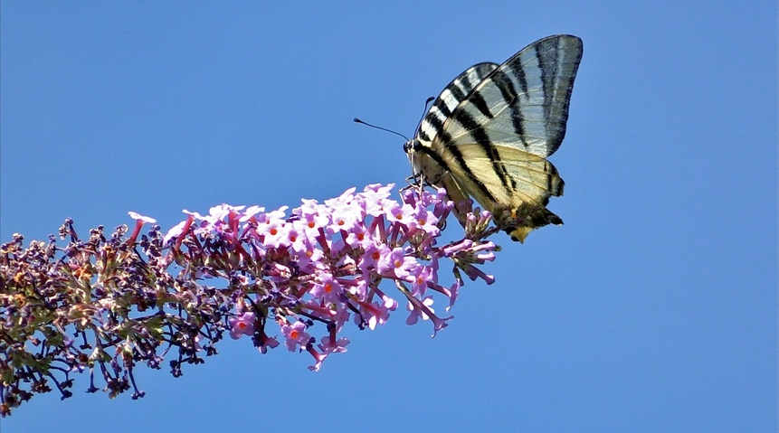 Les papillons de l'été (4) Sur le buddléia