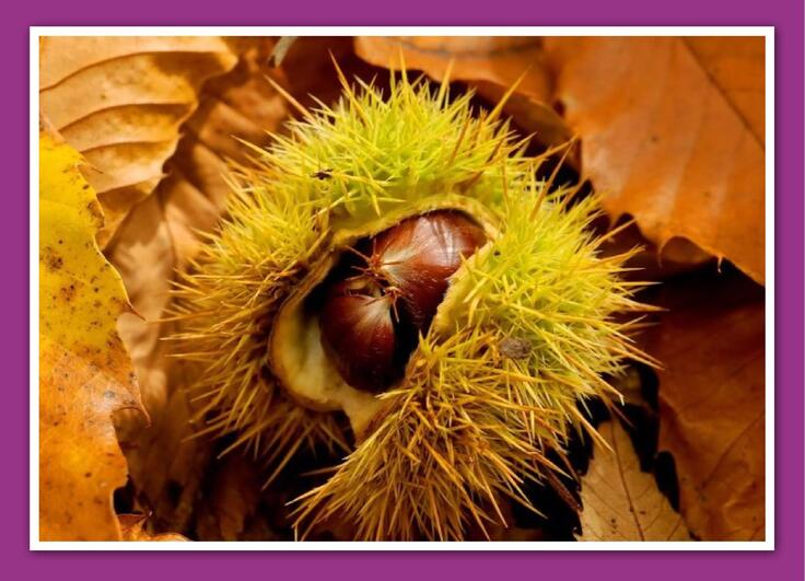 La feuille d'automne...