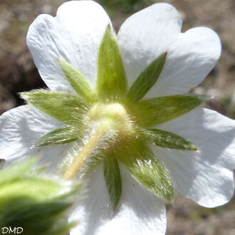 Potentilla montana  -  potentille des montagnes