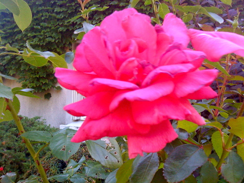 Rose d'Automne