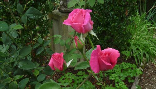 Fleurs de juillet sous la pluie