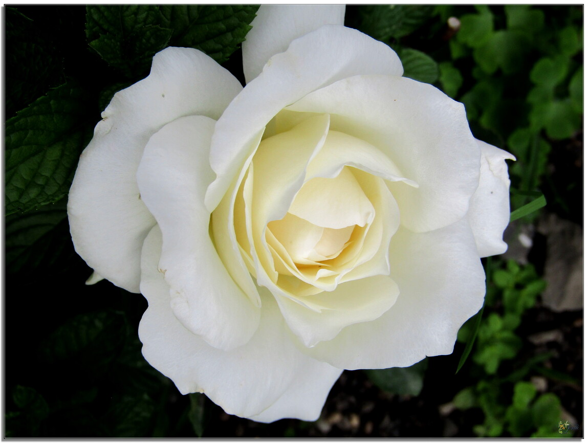 MON JARDIN - DES FLEURS 