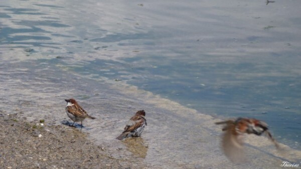 Yvoire--faune-et-flore-lac-leman.JPG