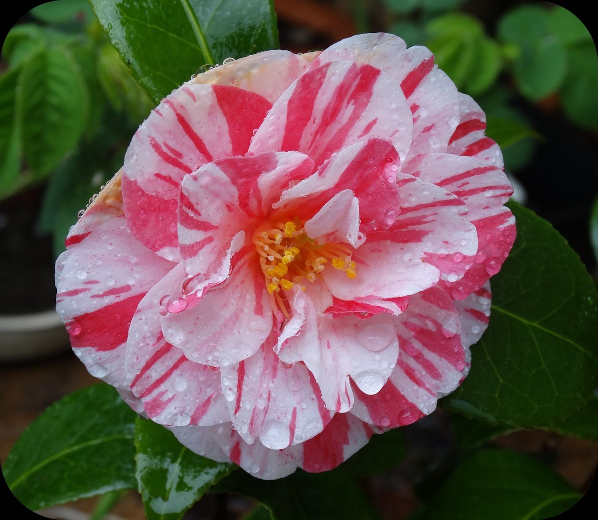 Perles de pluie sur fleur de camélia...