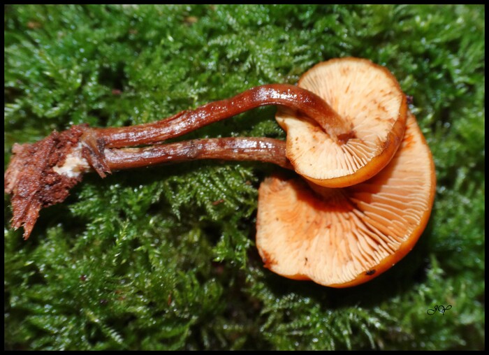 Gymnopilus picreus.