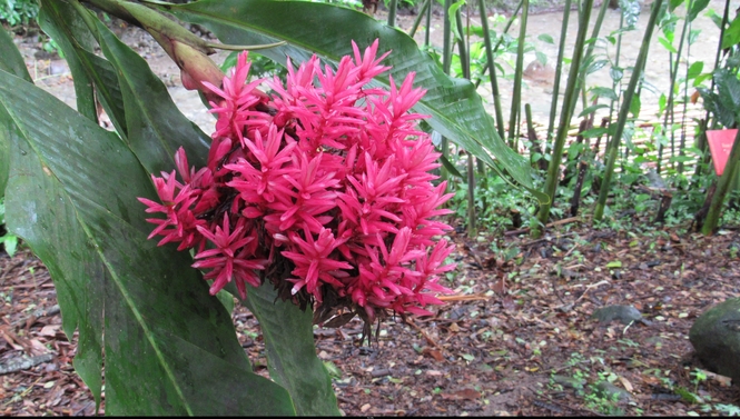 MARTINIQUE AOUT 2017 FLEURS ET FRUITS