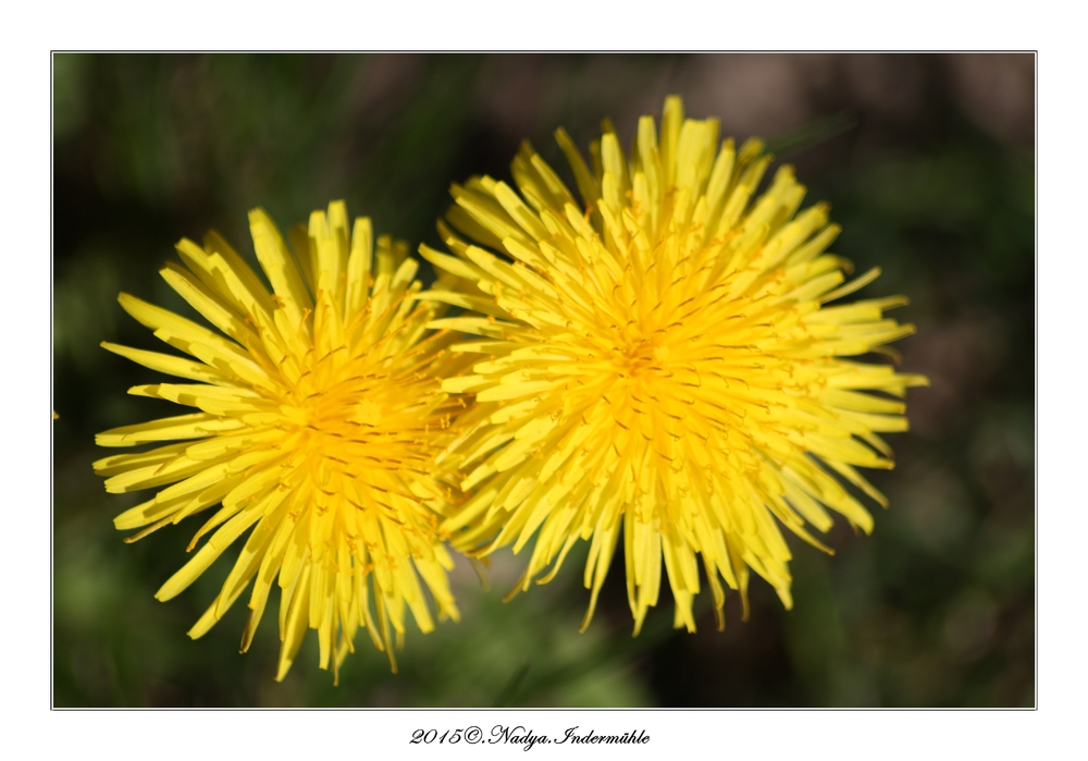 La fleur de pissenlit