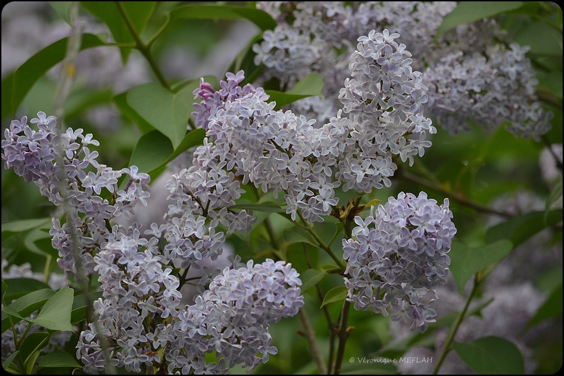 Rambouillet : Le Lilas