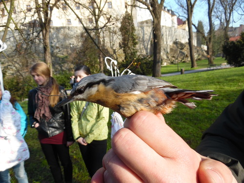 Capture d'oiseaux