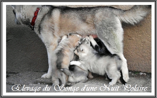 Tétée chiots Huskys (février 2013)