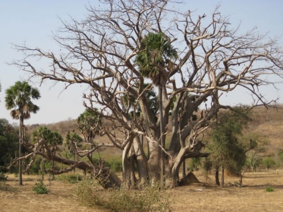 Niger Au bord du fleuve Baobab