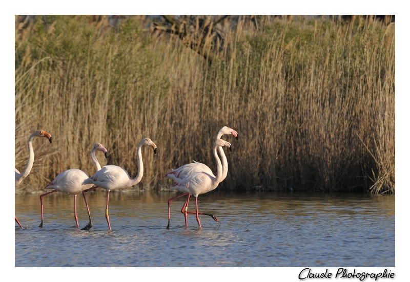 Les Flamants de Camargue