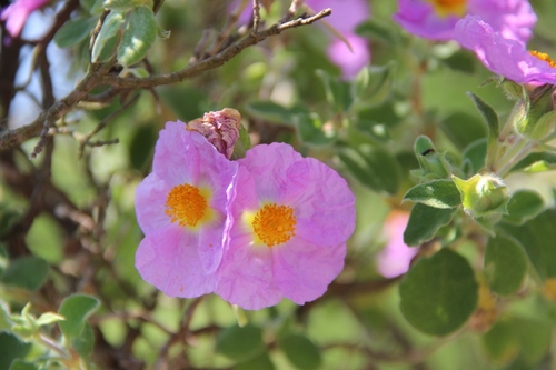 Fleurs de Campanie