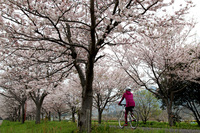 walking bicycle japan blossoms spring