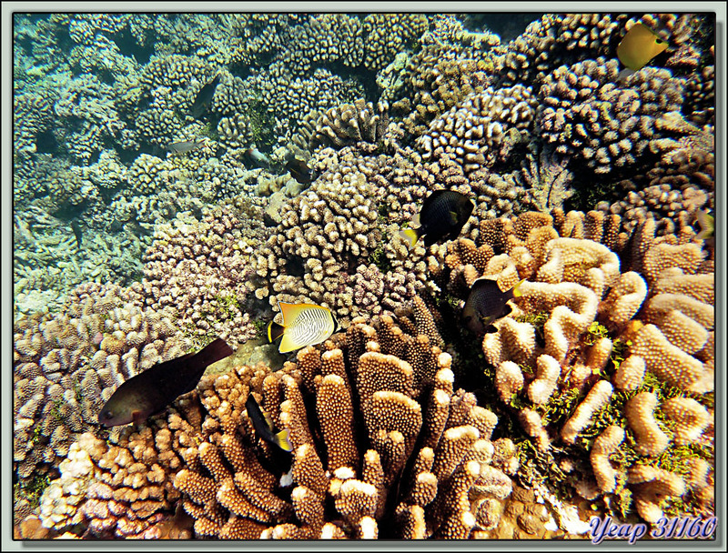 Plongée bouteille Passe Tumakohua : Poissons coralliens - Atoll de Fakarava - Polynésie française