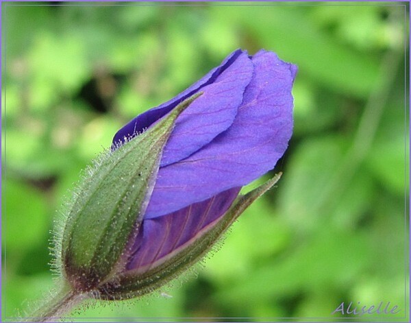 Geranium-vivace-bleu-violet-4.JPG