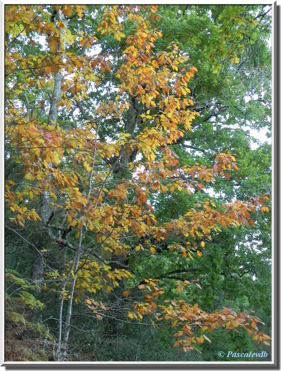 branches feuilles jaunes