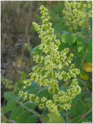 Sumac des corroyeurs