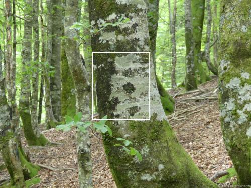 LES ORNEMENTS DE LA NATURE