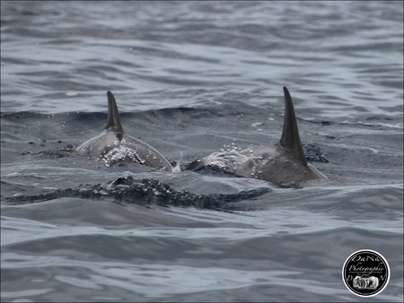 Les dauphins, île Maurice en 2022