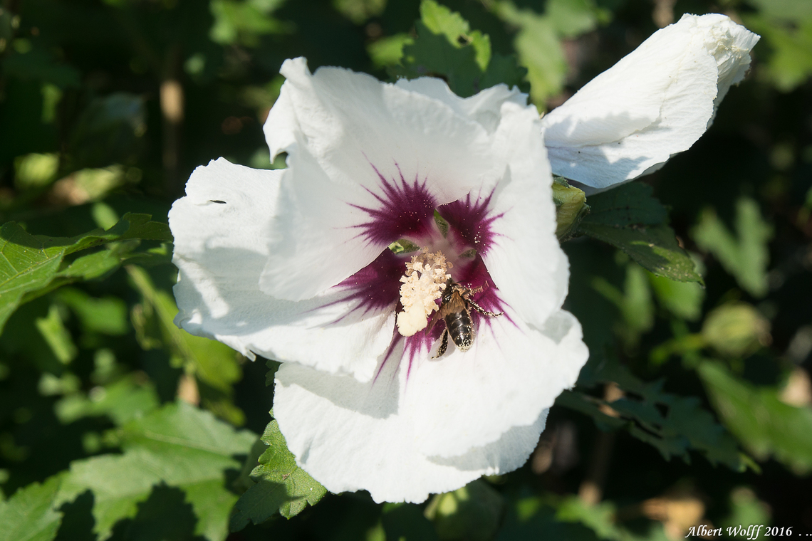 La fleur et  l'abeille