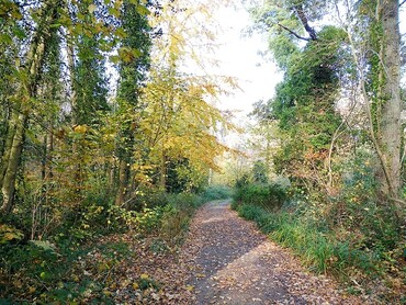 Dans le Bois des Moutiers