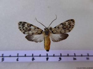 Euceron
