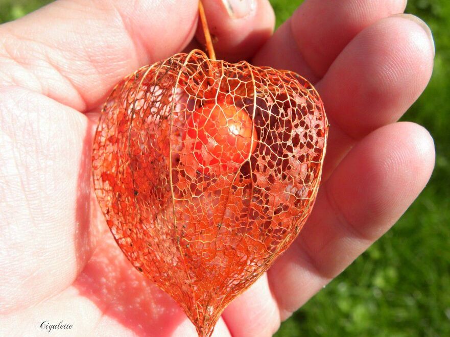 Pour MA des fruits d'automne