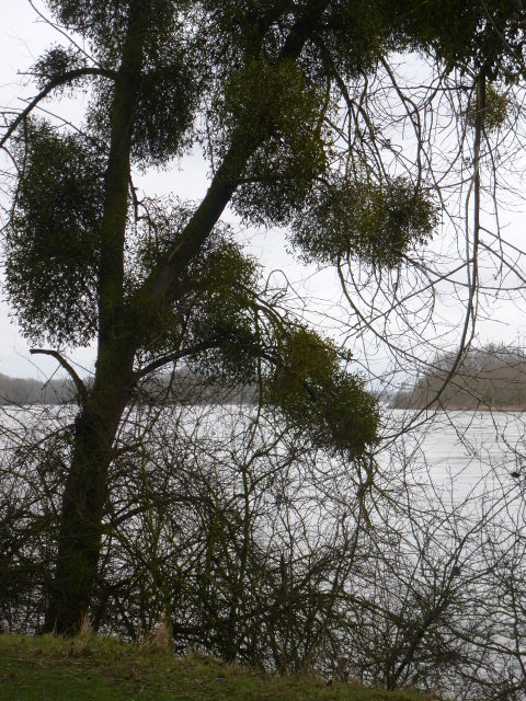 LE  LAC  DES  CYGNES  A  BEAUGENCY